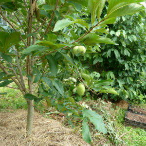Image of medium sized pawpaw tree with fruit