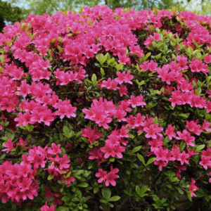 blossomed azalea plant