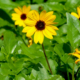 fully bloomed beach sunflower