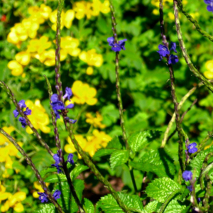 blue porterweed plant with blossoming branches in focus