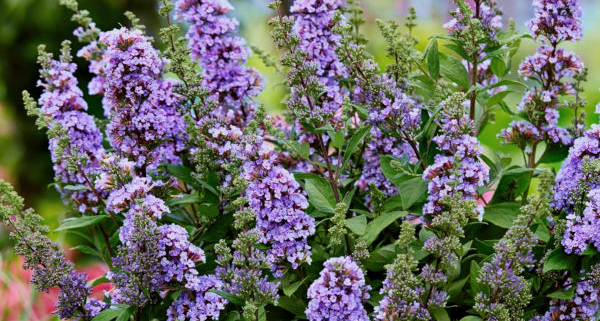 blossomed butterfly bush plant