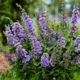 blossomed butterfly bush plant
