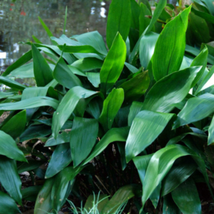 fully grown cast iron plant