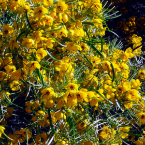 blossomed deser cassia bush