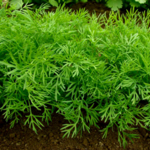 bushy leaves of a dill plant