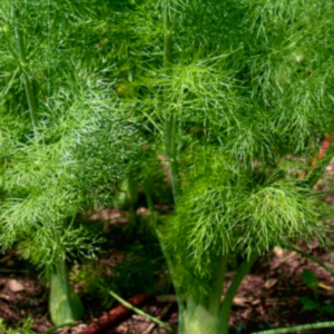 bushy leaves of a fennel plant