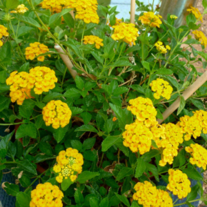 fully blossomed gold mound lantana