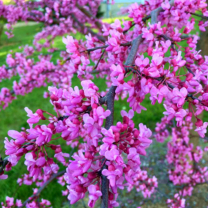 blossomed branch of an eastern redbud tree