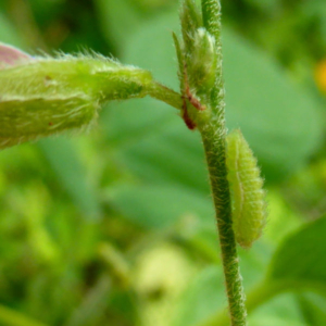 side view of a cassius blue caterpillar