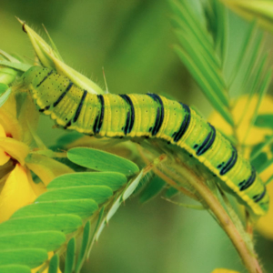 side view of a Cloudless Sulphur caterpillar