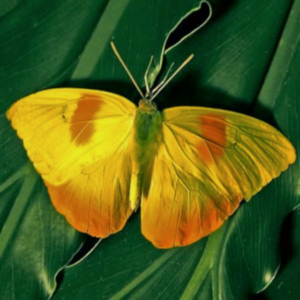top view of a Orange barred Sulphur butterfly