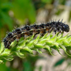 side view of a painted lady caterpillar