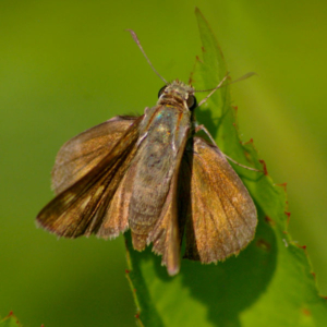 top view of a Palmetto skipper