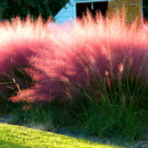 blossomed pink muhly grass bush