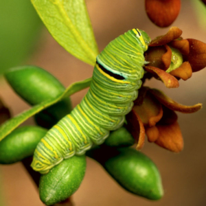 side view of a Zebra Swallowtail caterpillar