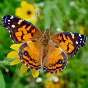 top view of an american lady butterfly