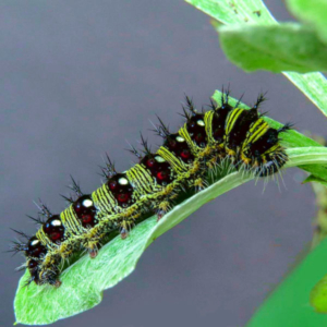 american lady caterpillar