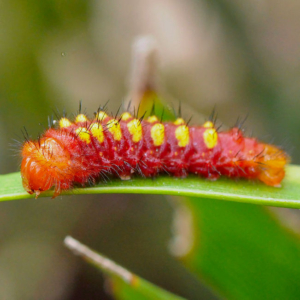 atala caterpillar