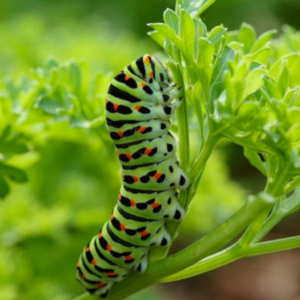side view of a black swallowtail caterpillar
