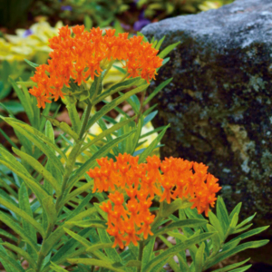fully blossomed branches of butterfly weed
