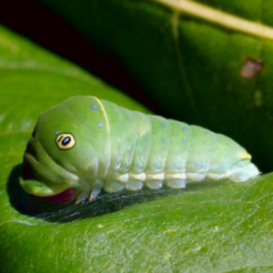close-up view of a eastern tiger swallowtail caterpillar