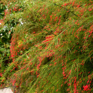 blossomed firecracker bush