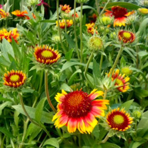 blossomed firewheel plant