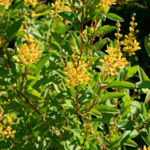 blossomed golden thyrallis bush