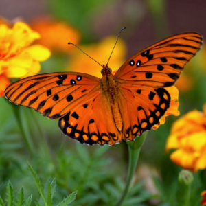 top view of a gulf fritillary butterfly