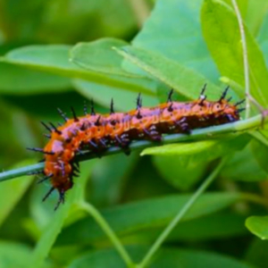 side view of a gulf fritillary caterpillar