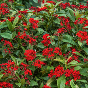 fully blossomed jatropha bush