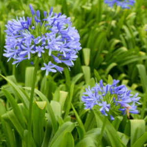 blossomed lily of the nile bush