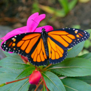 top view of a monarch butterfly