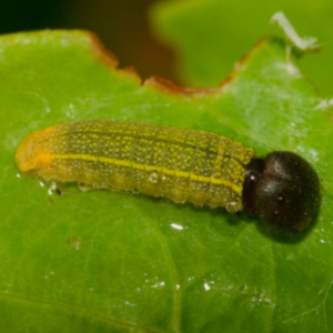 side view of a palmetto skipper Caterpillar