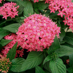 fully blossomed penta bush