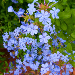 blossomed plumbago bush