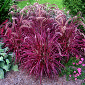 blossomed red fountain grass bush