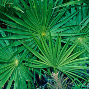 saw palmetto leaves