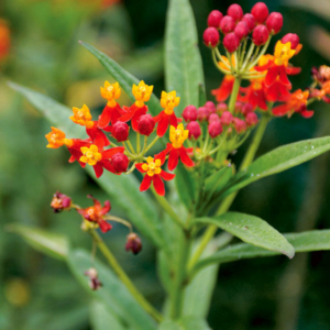 blossomed scarlet weed branches