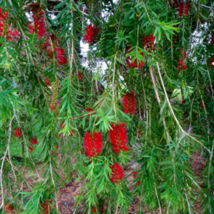 blossomed weeping bottlebrush tree