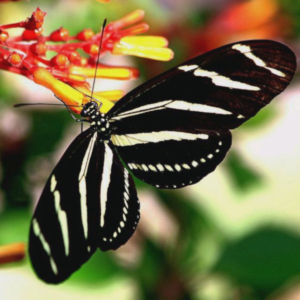 top view of a zebra longwing butterfly